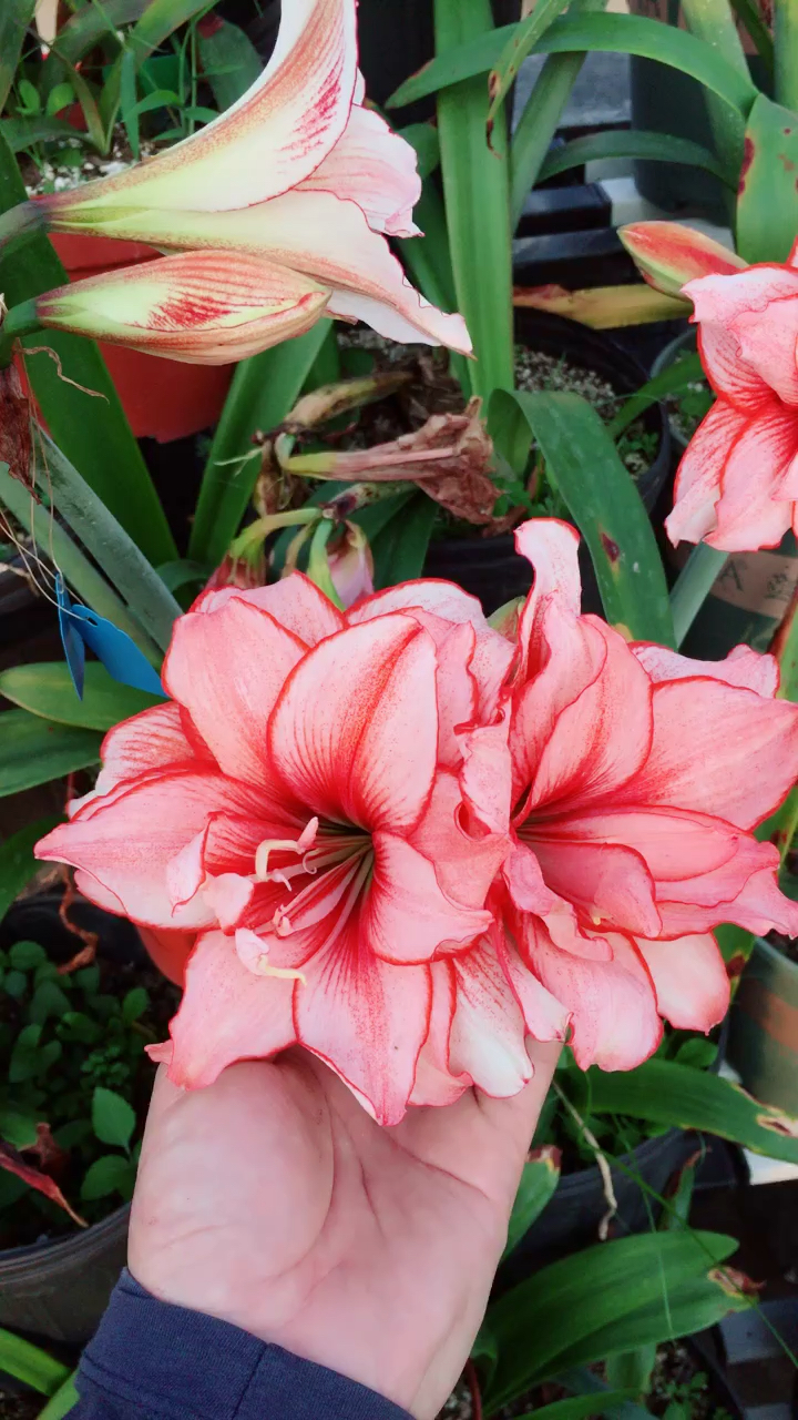 朱顶红:鬼魅,黛丝,粉色荣耀,斑纹彩带,红妮芙……-度小视