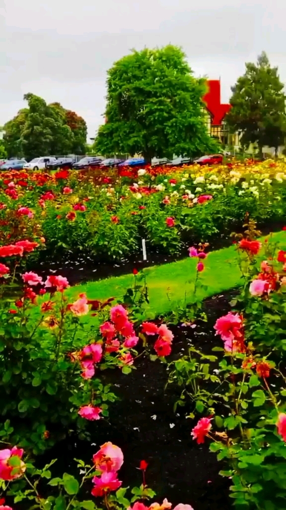 我的私藏景点#一朵朵鲜花.,让咱心花怒放.