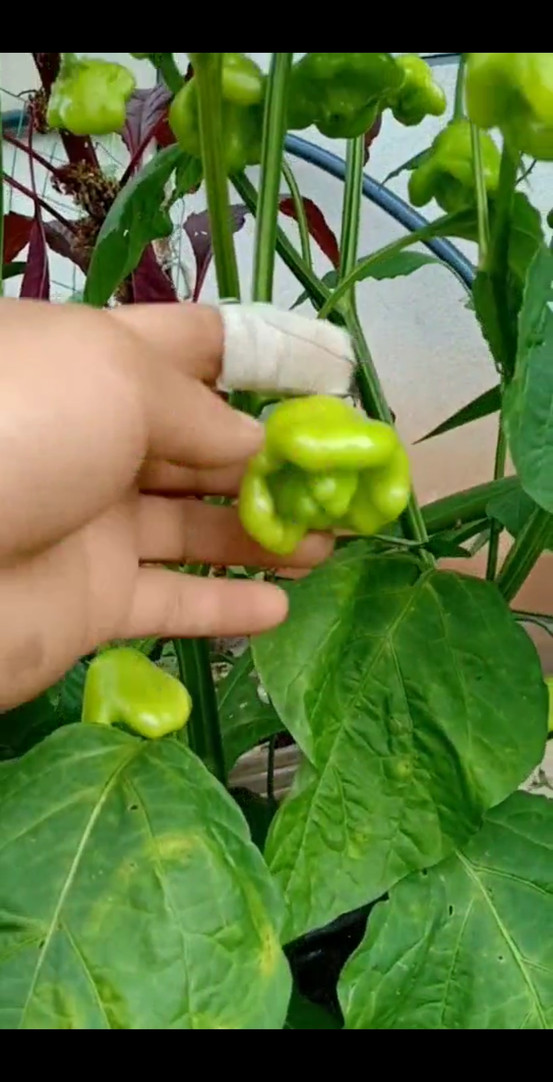 我要上热门#稀有的元宝辣椒您见过吗-度小视