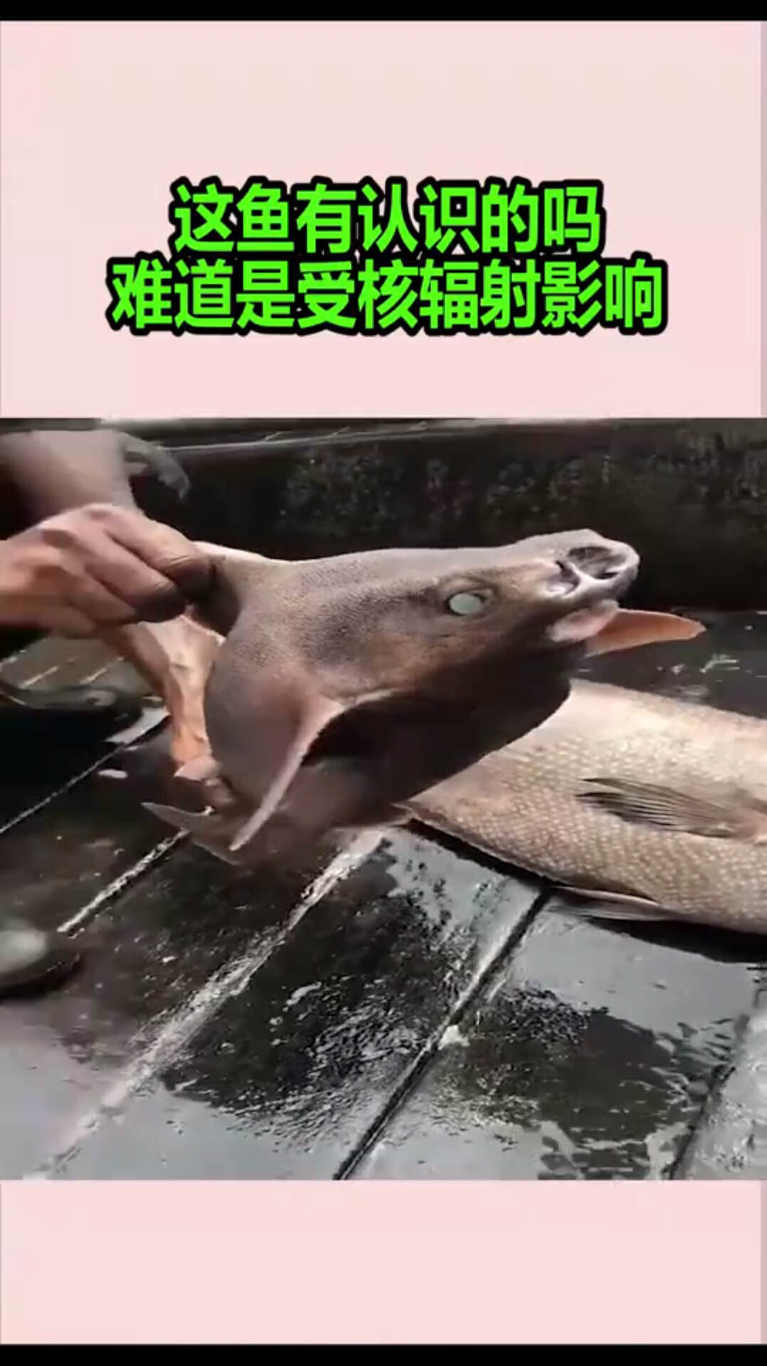 這魚有認識的嗎,難道是受核輻射影響