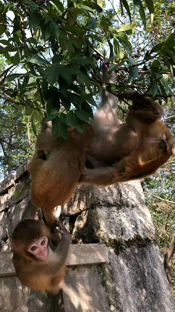 小猴子又皮了,吊树上玩