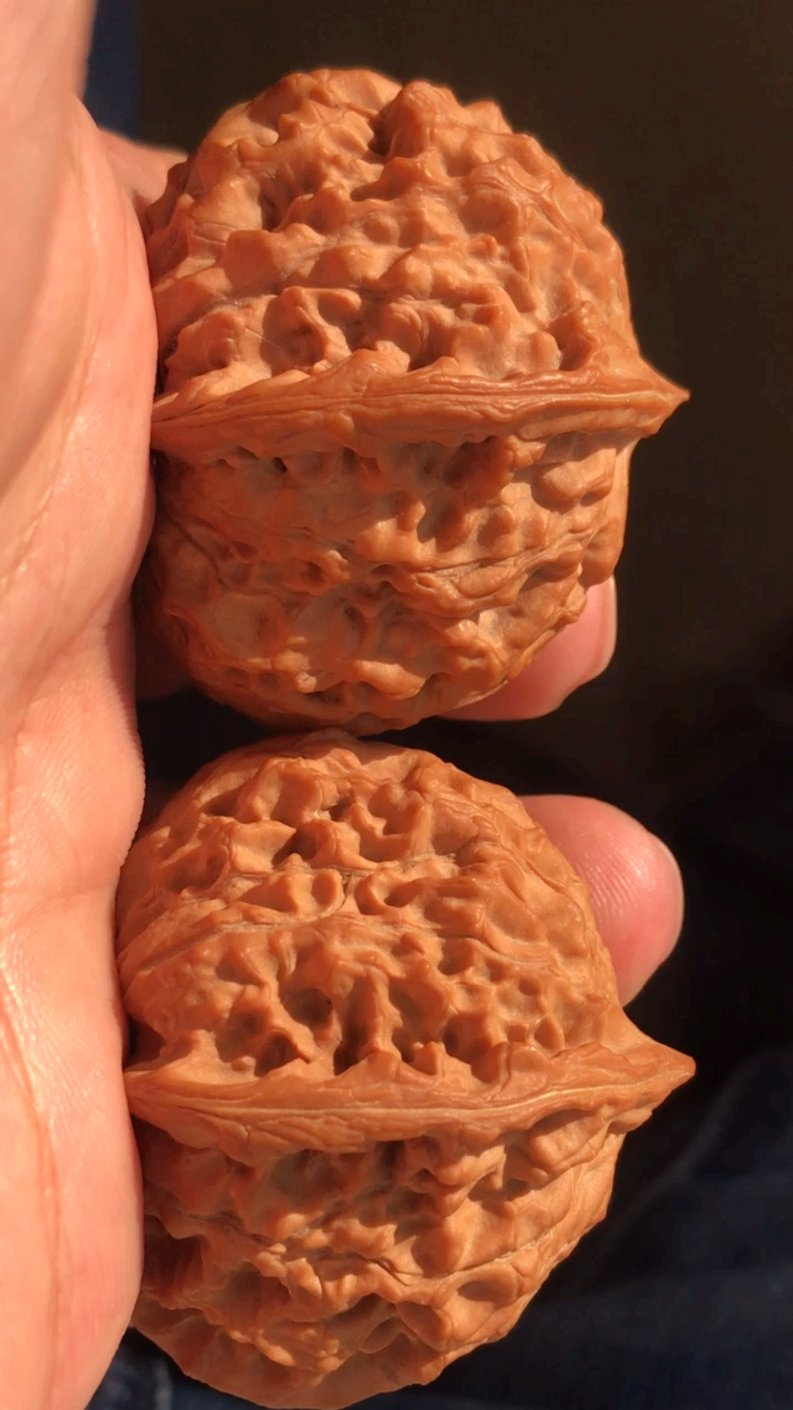 野生大肚元宝狮子头,说说看,这对怎么样?