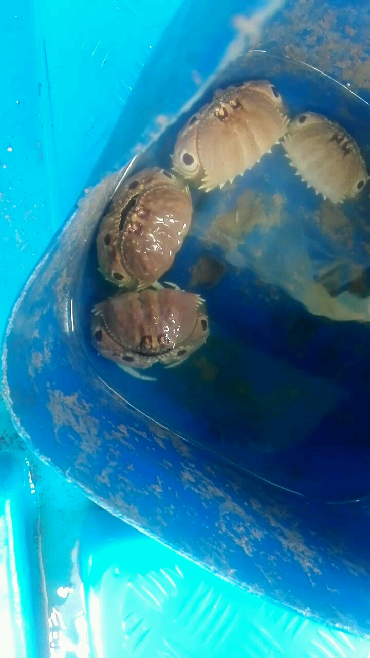 喷水的螃蟹