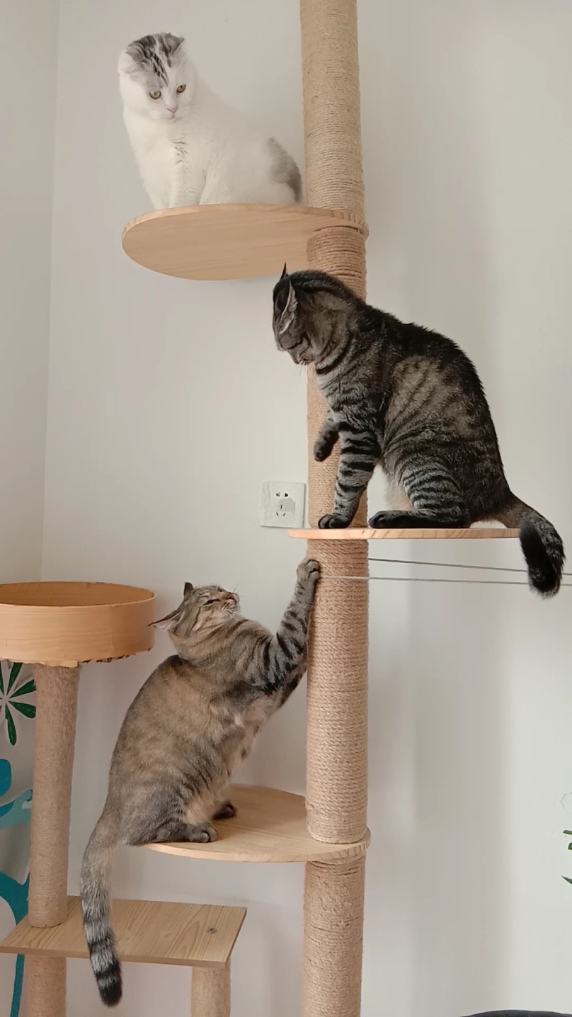 一看就是东北喵"你瞅啥?瞅你咋滴