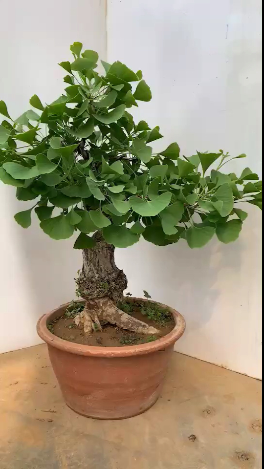 我要上热门#银杏老桩