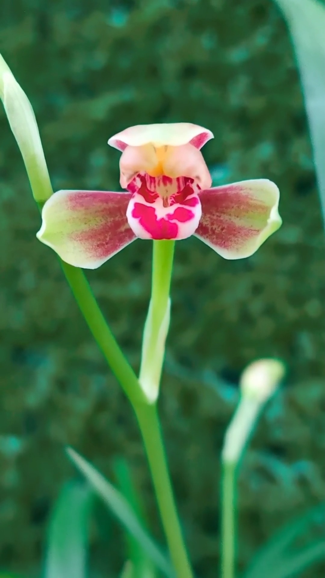 兰花建兰精彩梅又名千佛红梅株型小巧花开颜色艳丽