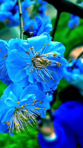 最美的蓝色梅花图片图片