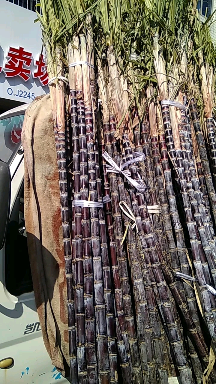 甘蔗大丰收了,全场最便宜了!