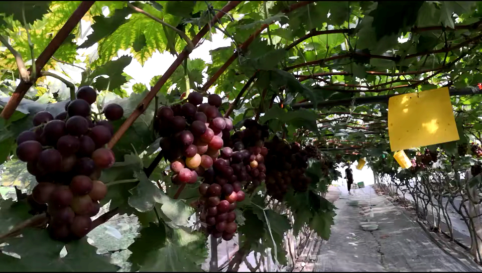 抗暑大作战#去葡萄园看葡萄