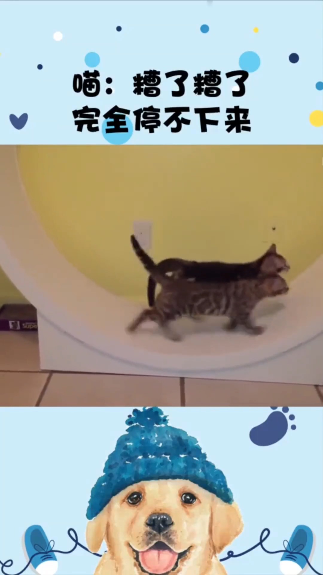 娱乐#这猫急的站起来往外瞅,是看见美女了吗