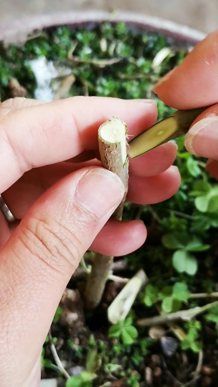 这是嫁接高手#切接法,几乎适合所有的果树和部分花