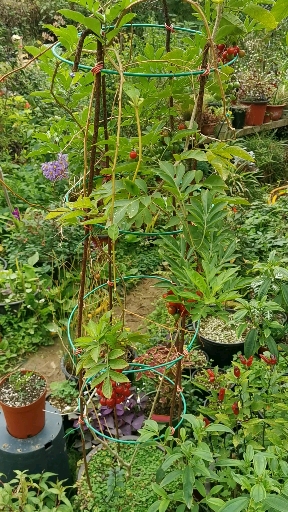 我的小花园#藤茄也叫悬星花,南青杞,星茄等,茄科多年生木质藤本植物