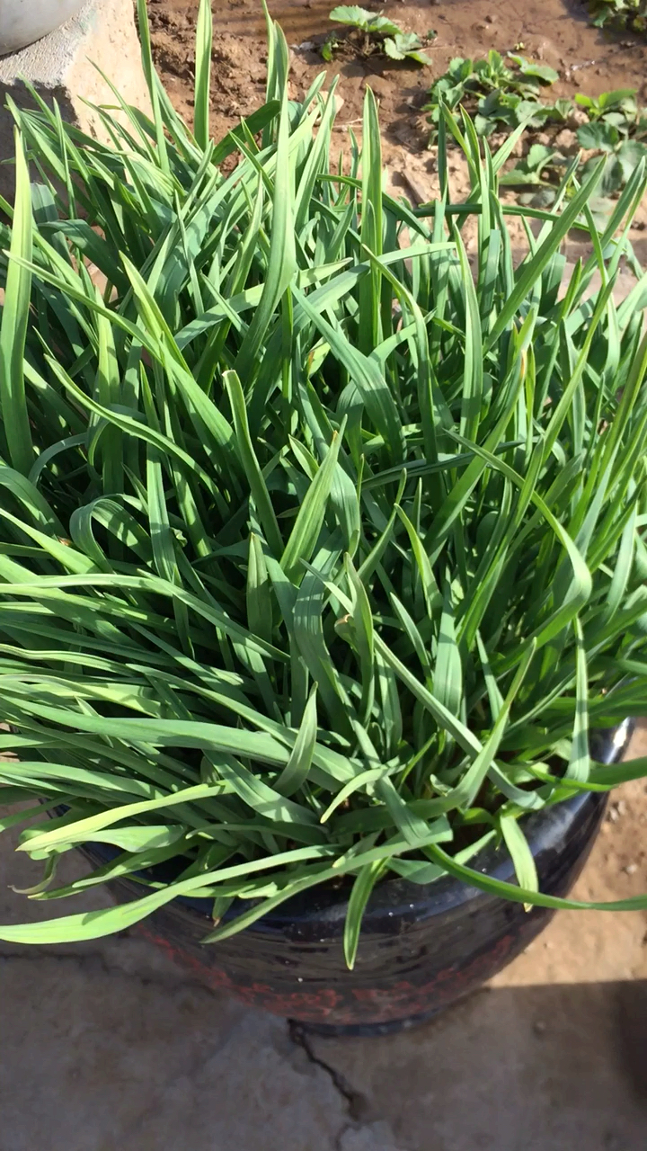 花盆里养的,两个孩子一个说是韭菜,一个说是小麦哈哈