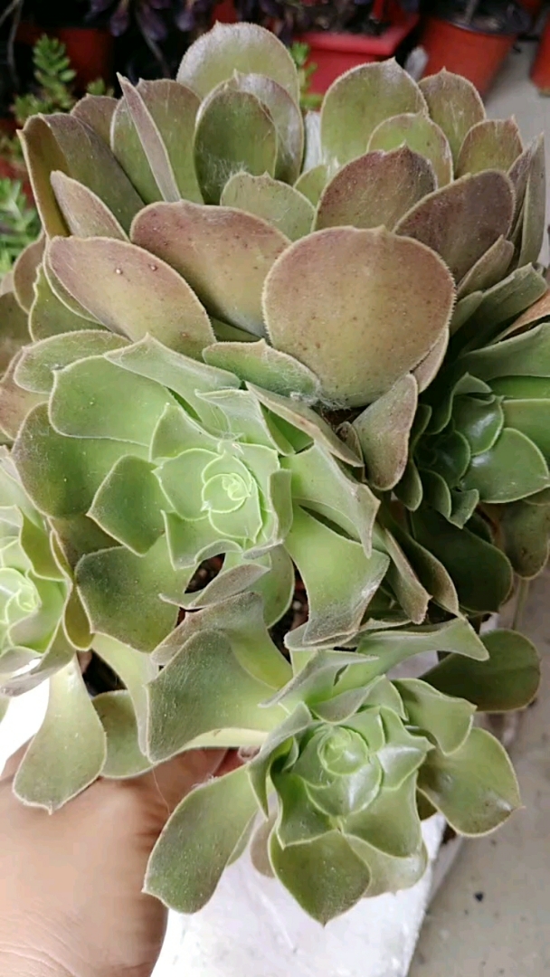 邵羞法师一体桩没砍过头