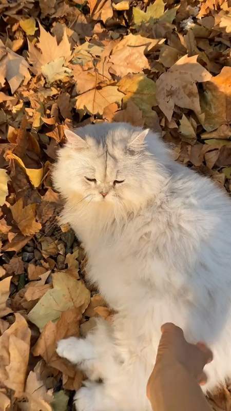 2020-11-18 0举报 玛莎与小贝