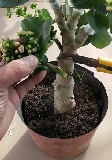 嫁接技术#玉树嫁接长寿花,其实就这么简单,咱们可以举一反三