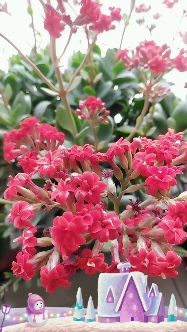 看看媳妇这花,漂亮不