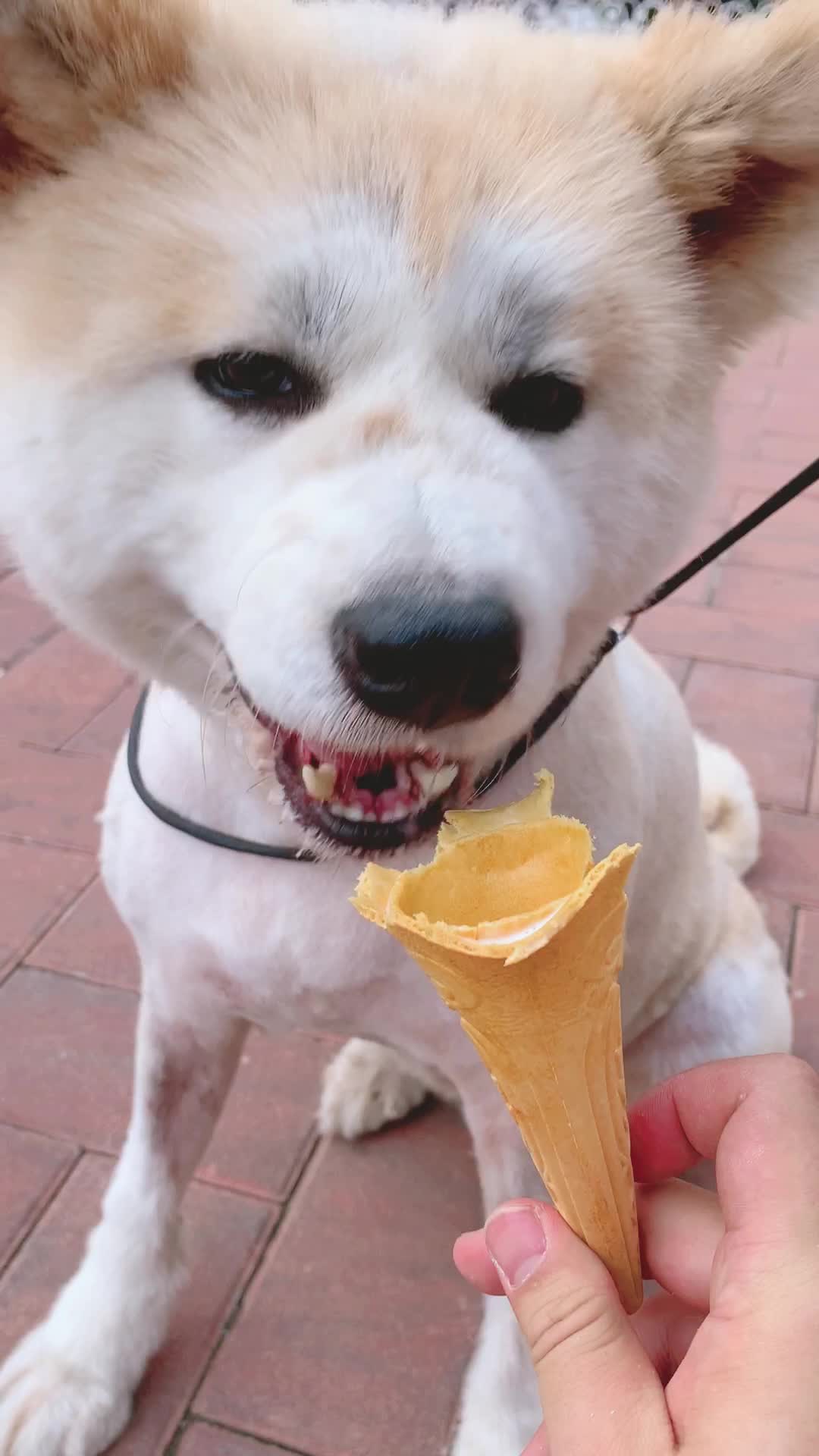 本汪吃个大甜筒补充一下正能量