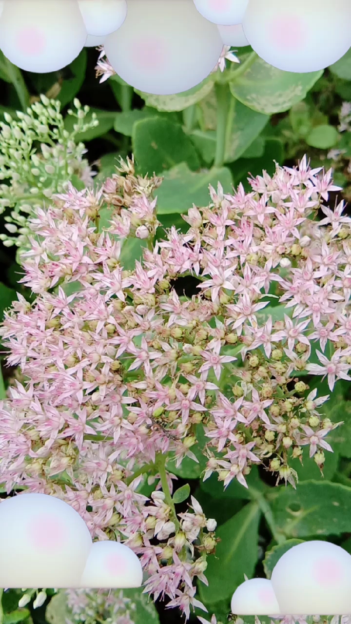 清新淡雅的景天花!