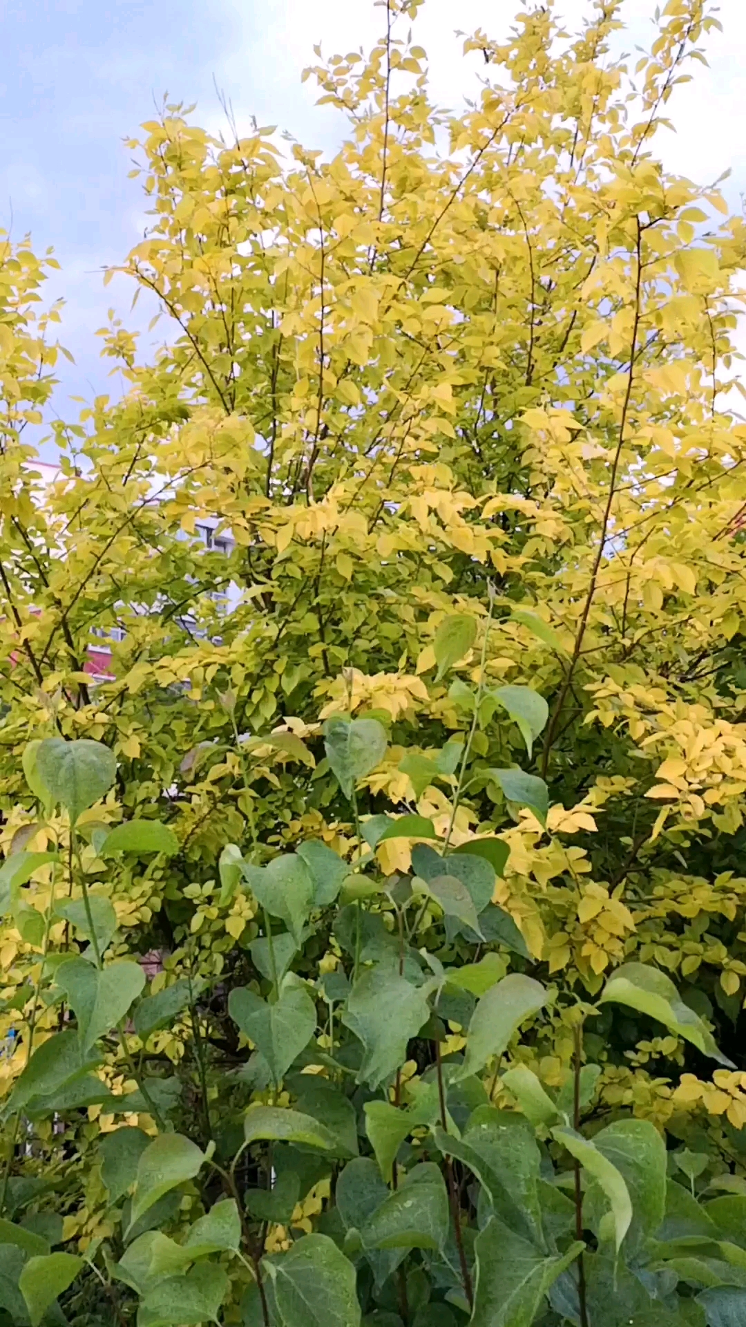 见到金钱榆必发财!