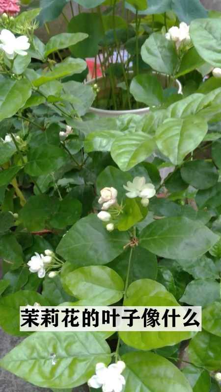 走进秘密的植物世界,茉莉花的叶子像什么-度小视