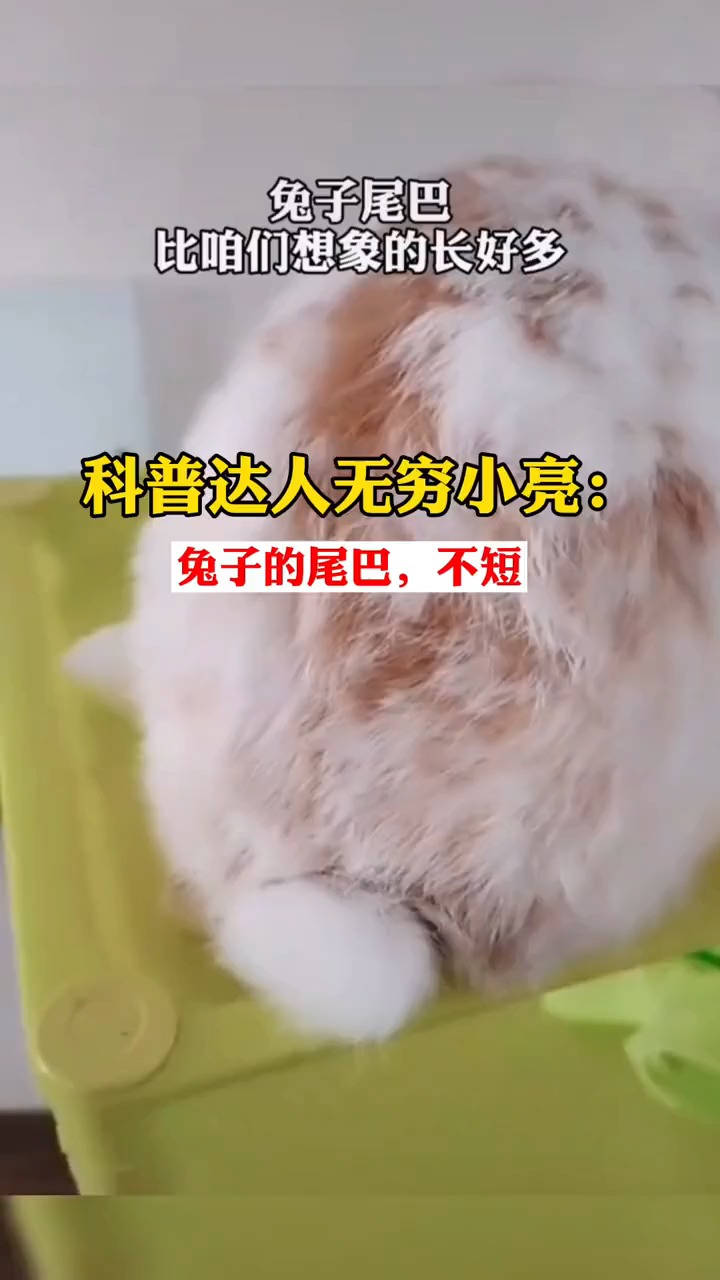 兔子的尾巴,比咱们想象的长好多