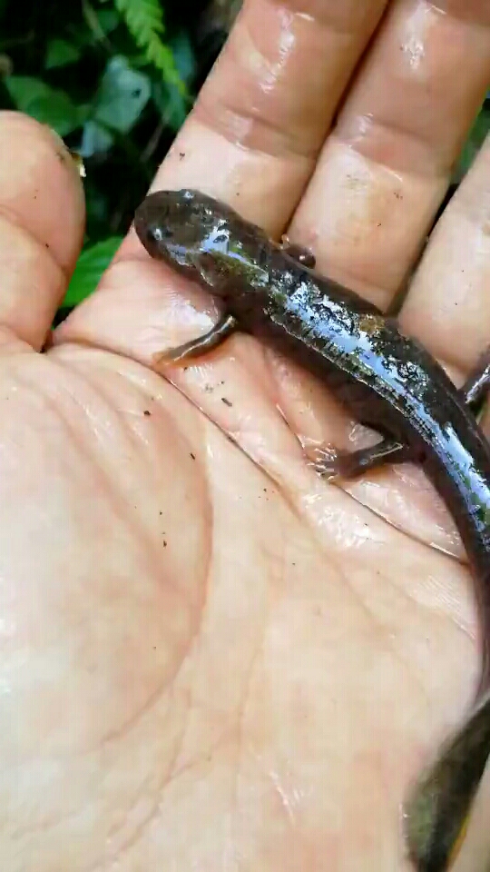 家乡的水特清,空气非常新鲜,你看这小娃娃鱼多么可爱*^o^*