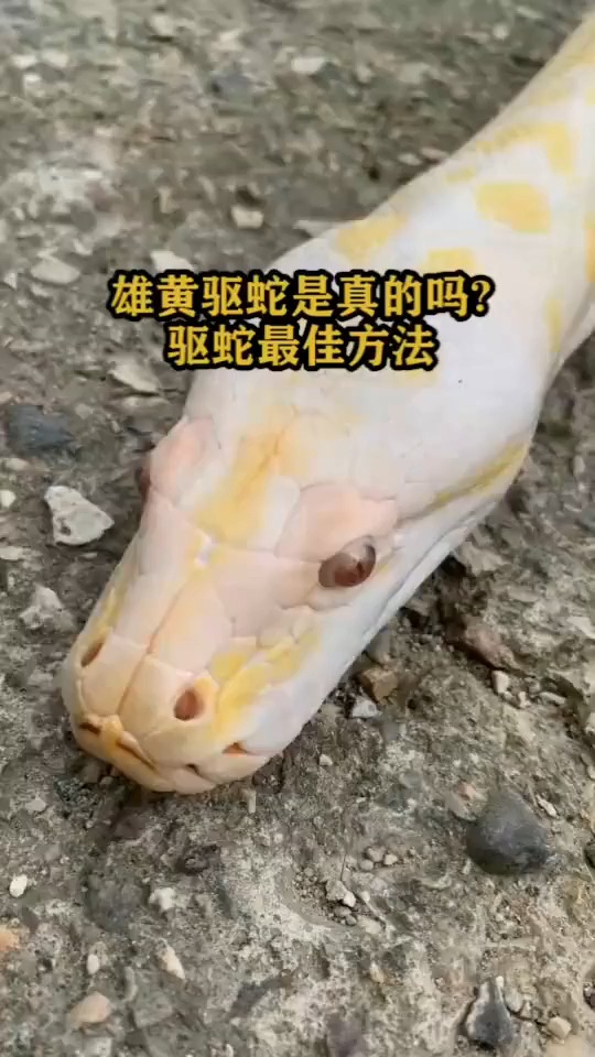 雄黄驱蛇是真的吗驱蛇最佳办法