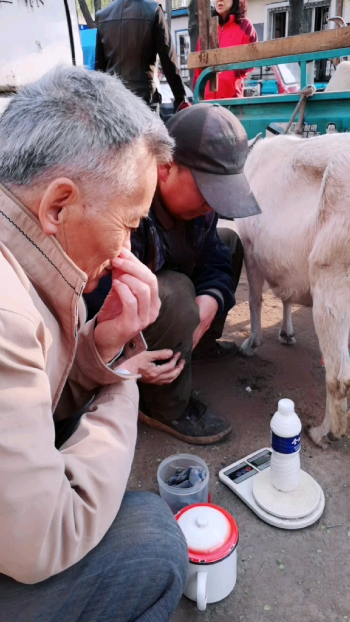 老男人挤羊奶图片