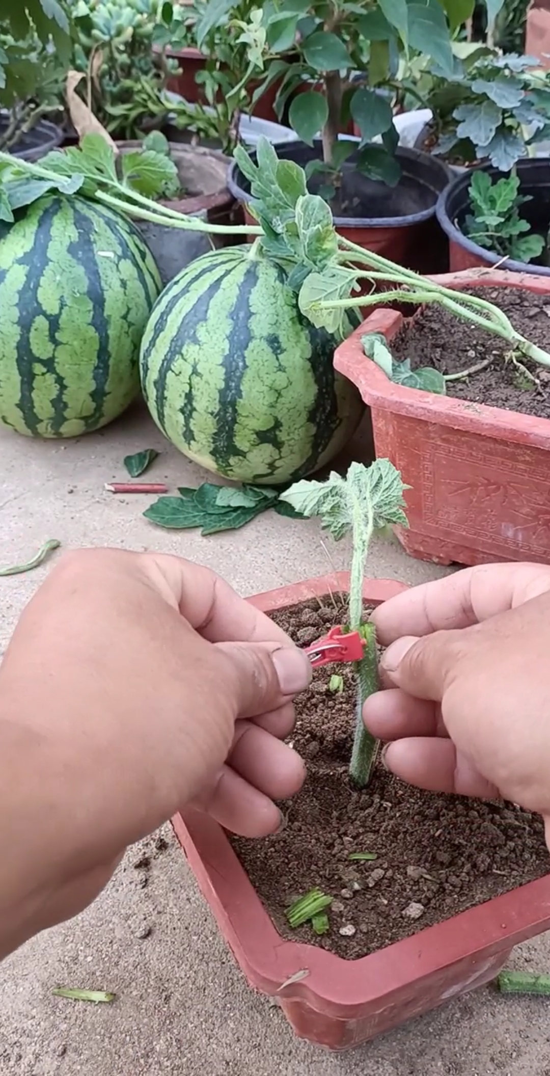 最潮劳动者#冬瓜嫁接西瓜,学会发财了,一颗能结几百甚至上千