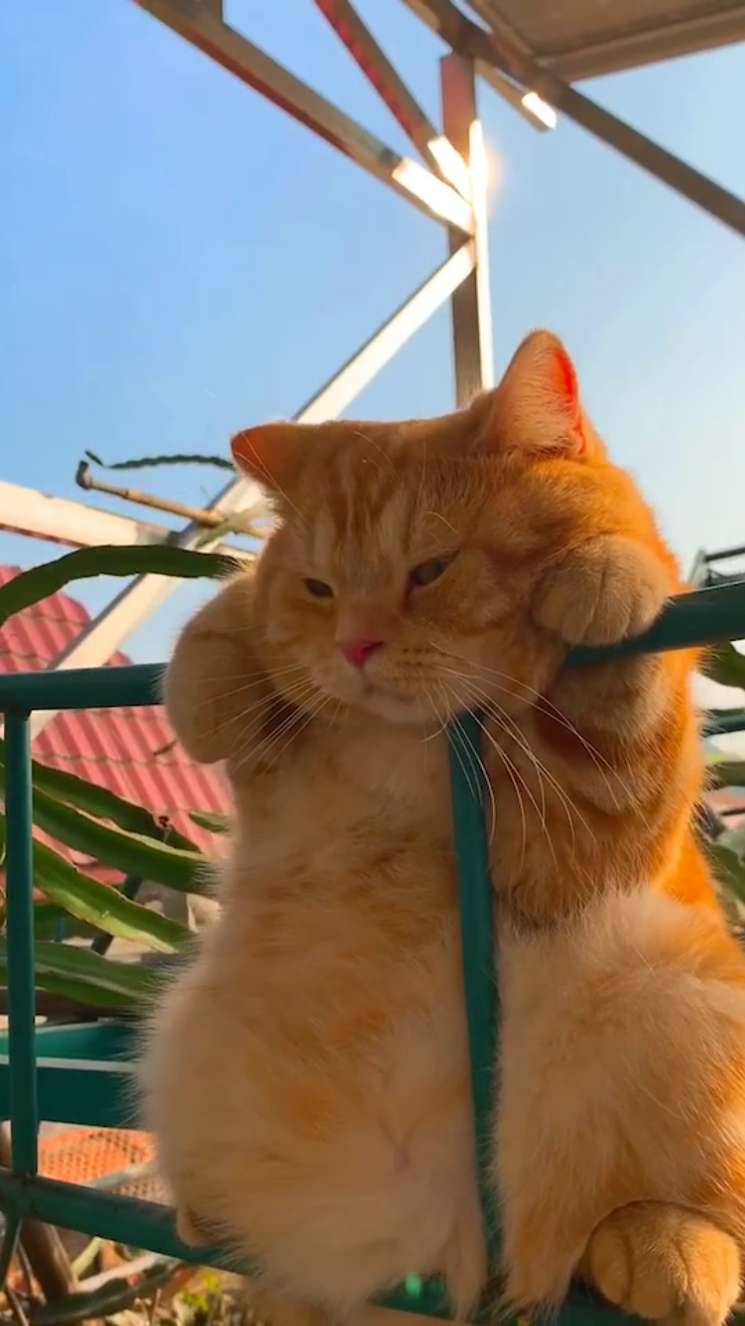 小小爱宠萌化你#趴栏杆的小橘猫!