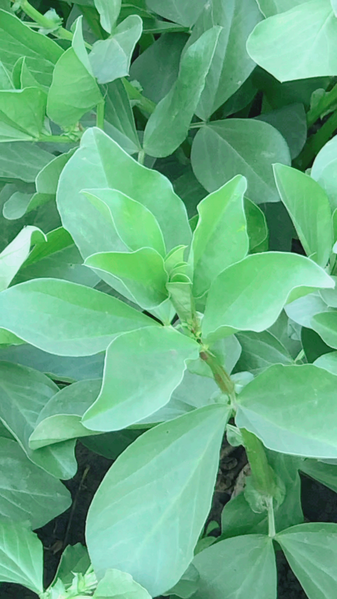 蚕豆植株图片