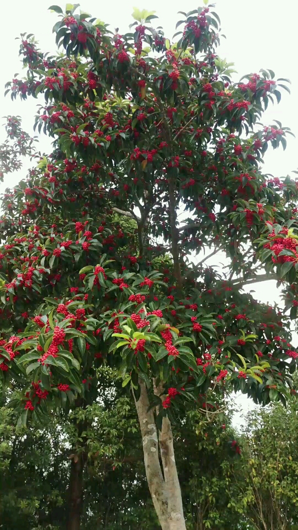 它 也  是王老吉!