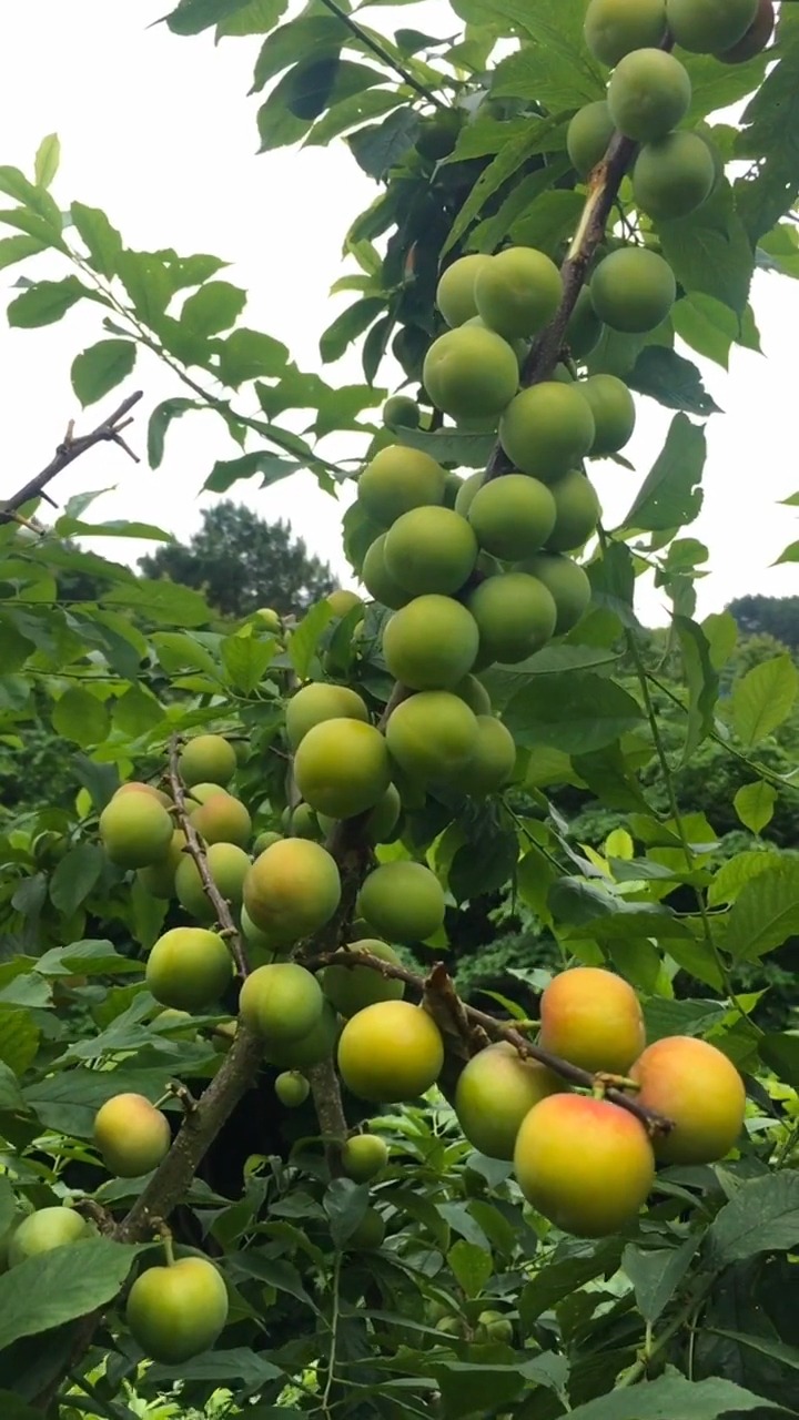 三月青脆脱骨李 农家土李子坏果包赔