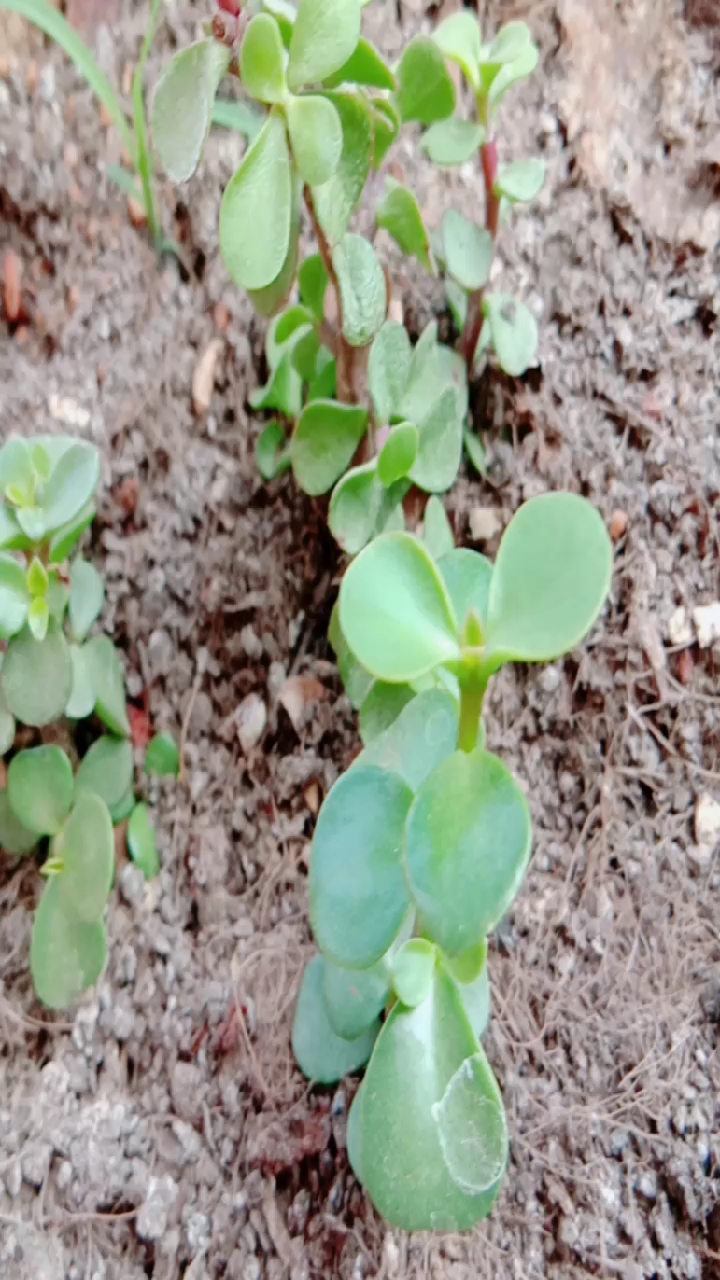 我栽的铜钱草长发芽了