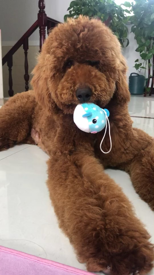 巨贵#关于巨贵了解一下,喜欢狗狗的可以关注,红色可乐,白色大白不 