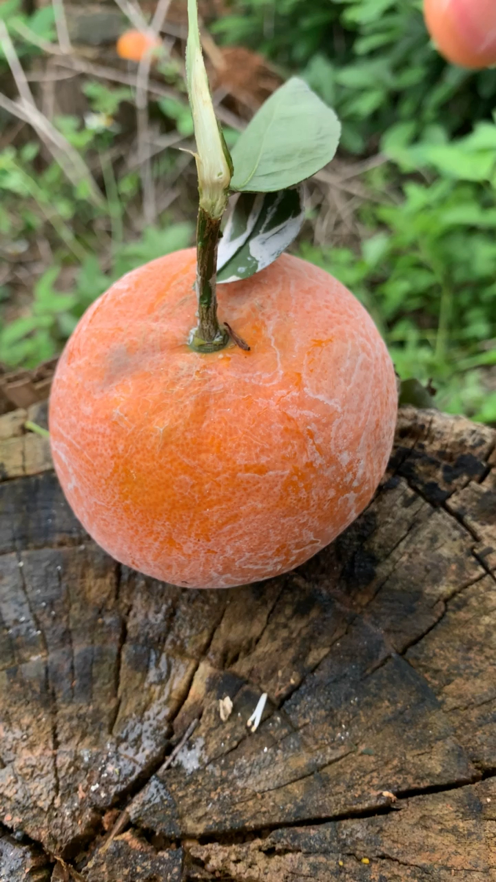蘑菇特柑橘图片图片