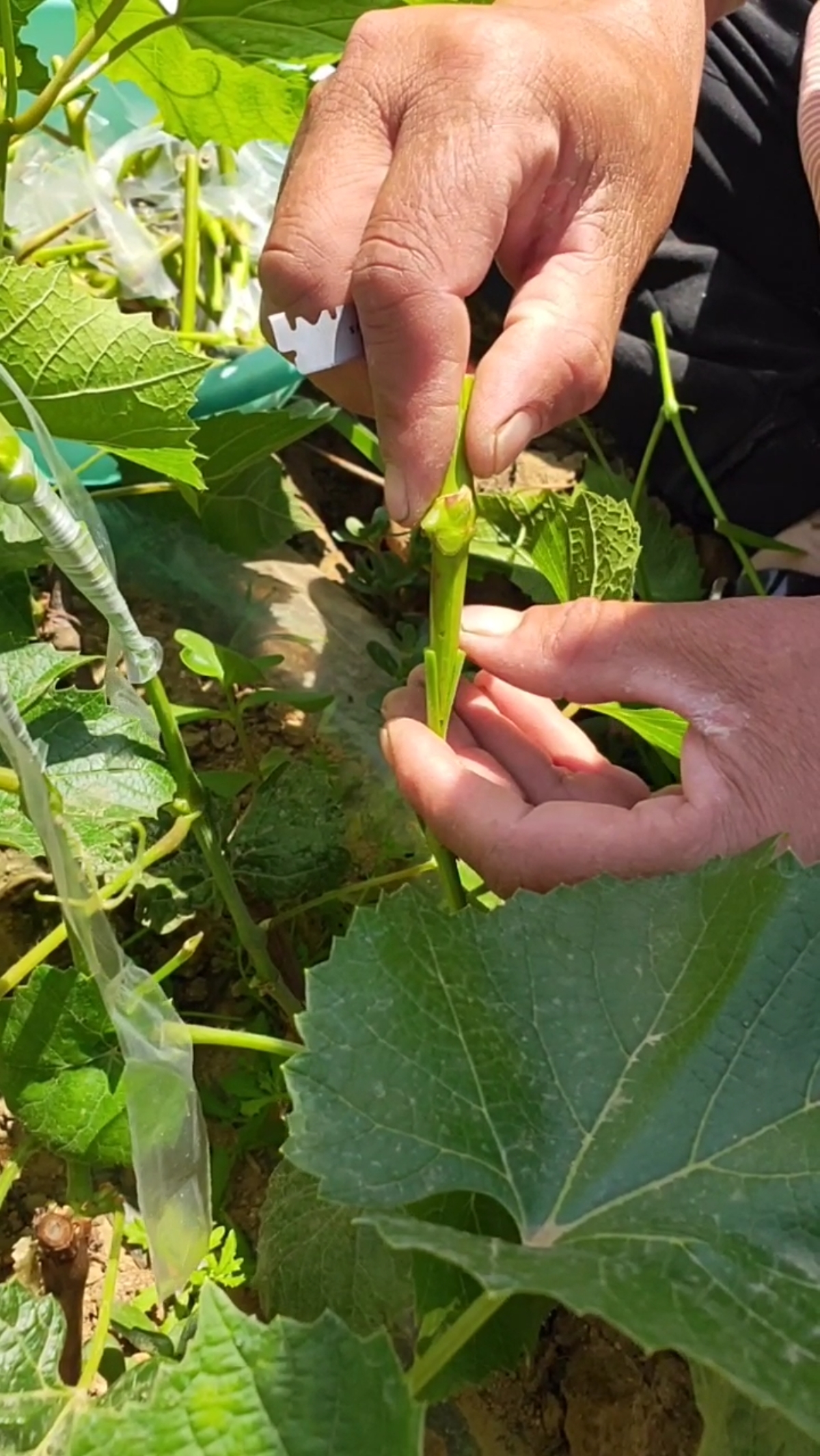 分享葡萄嫁接技术
