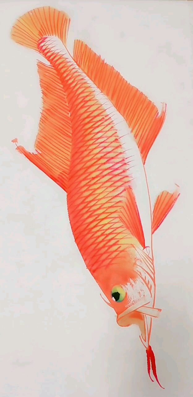 我要上热门#该怎么画银龙鱼呢?