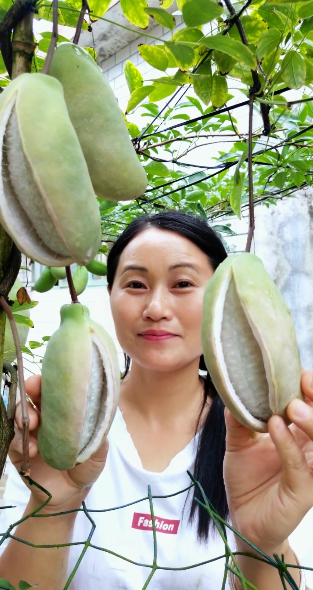 特色水果种植#七月瓜,每年七月份成熟!