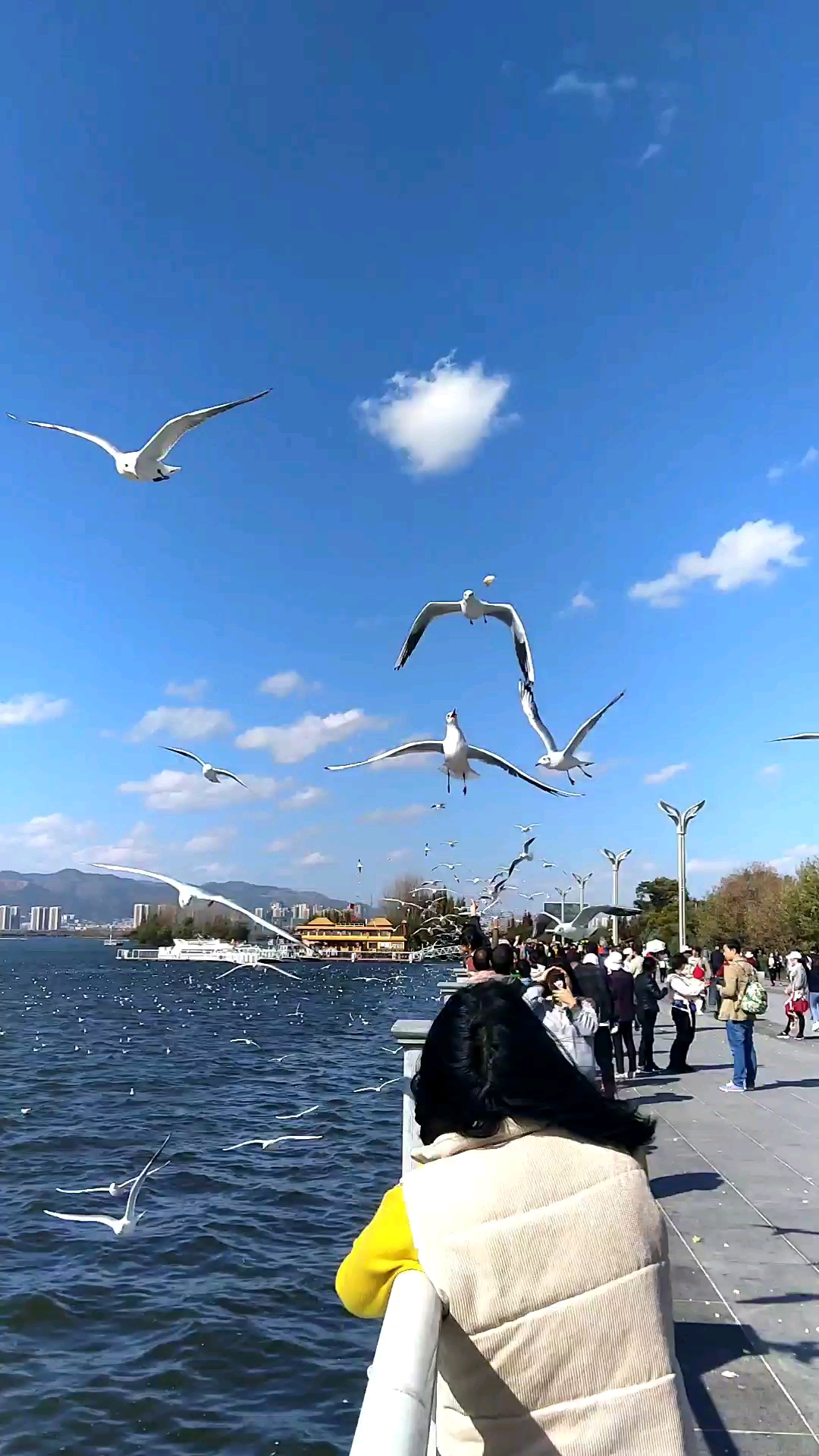 昆明蓝天白云海鸥