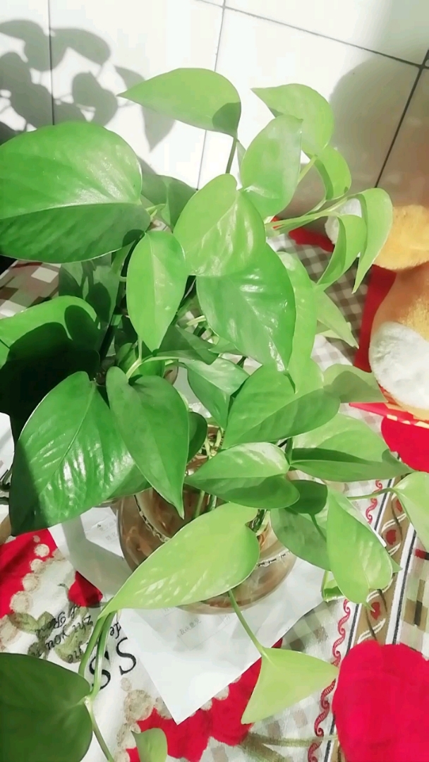 绿萝正在晒太阳