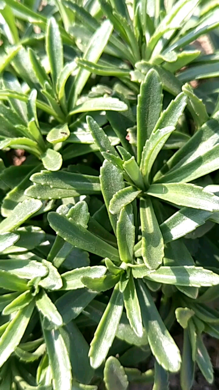 养心菜[别名]费菜