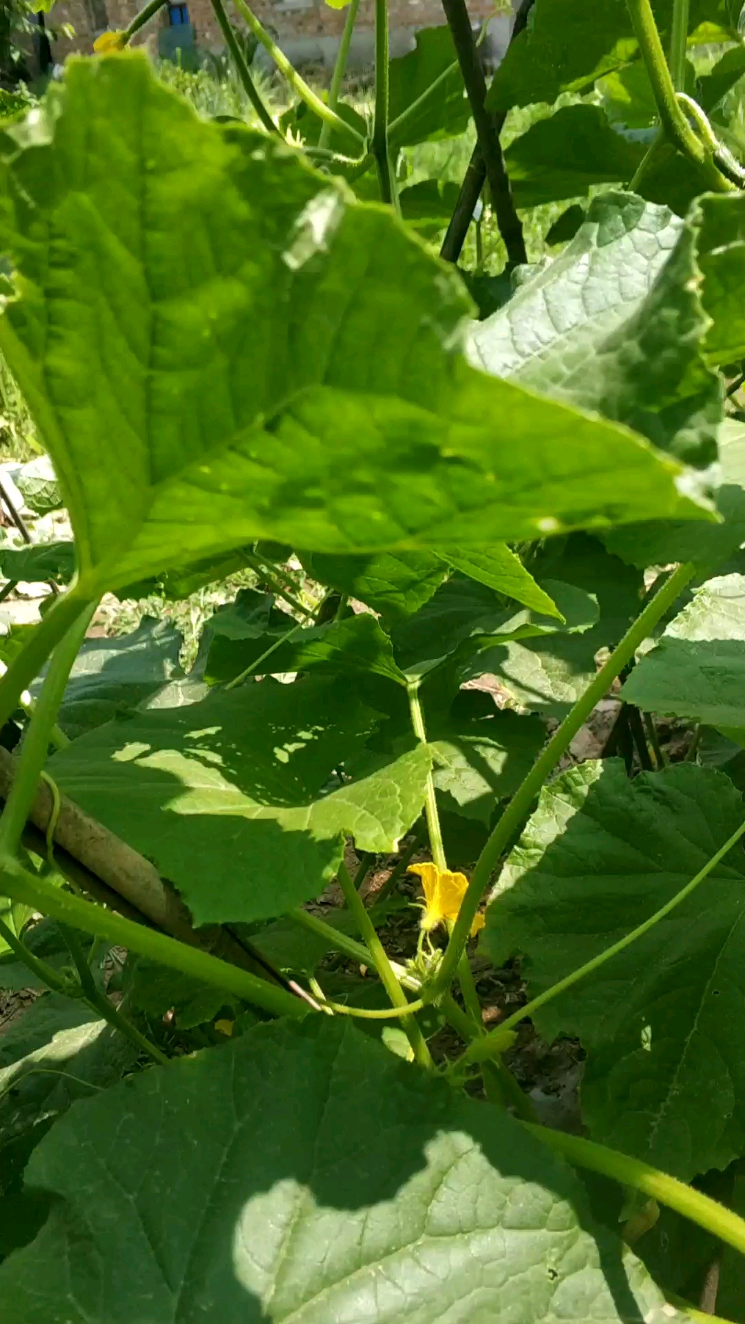 纯天然的黑黄瓜