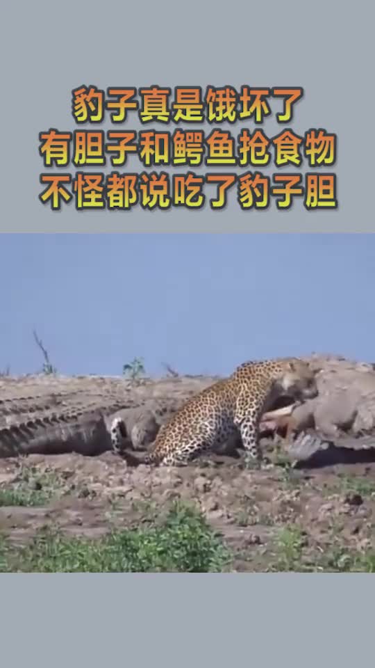 豹子真是饿坏了,有胆子和鳄鱼抢食物,不怪都说吃了豹子胆