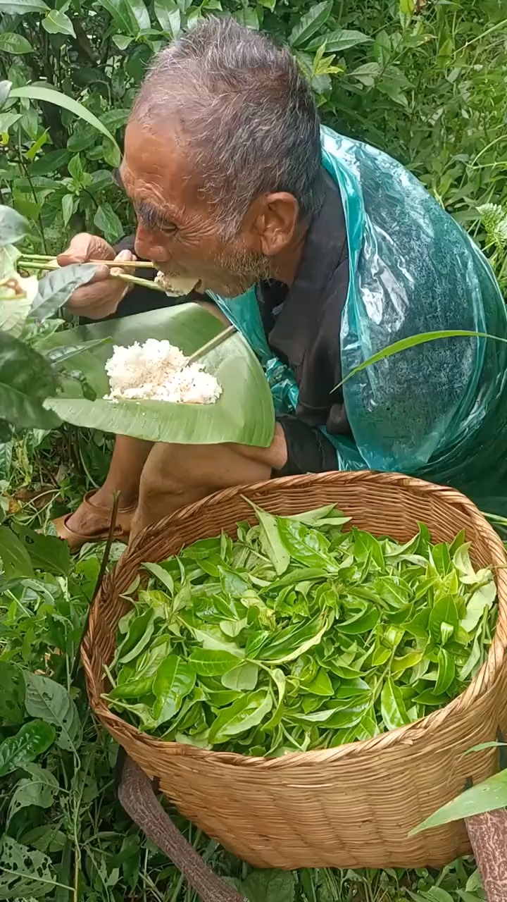 山区农村老人摘茶叶