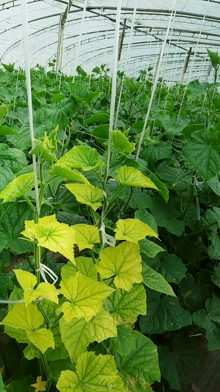 这两棵黄瓜秧什么毛病