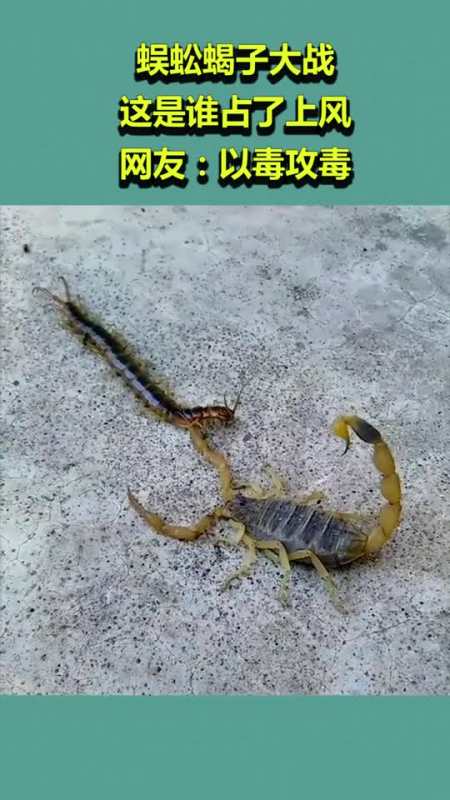 蝎子大战蜈蚣 巨型图片
