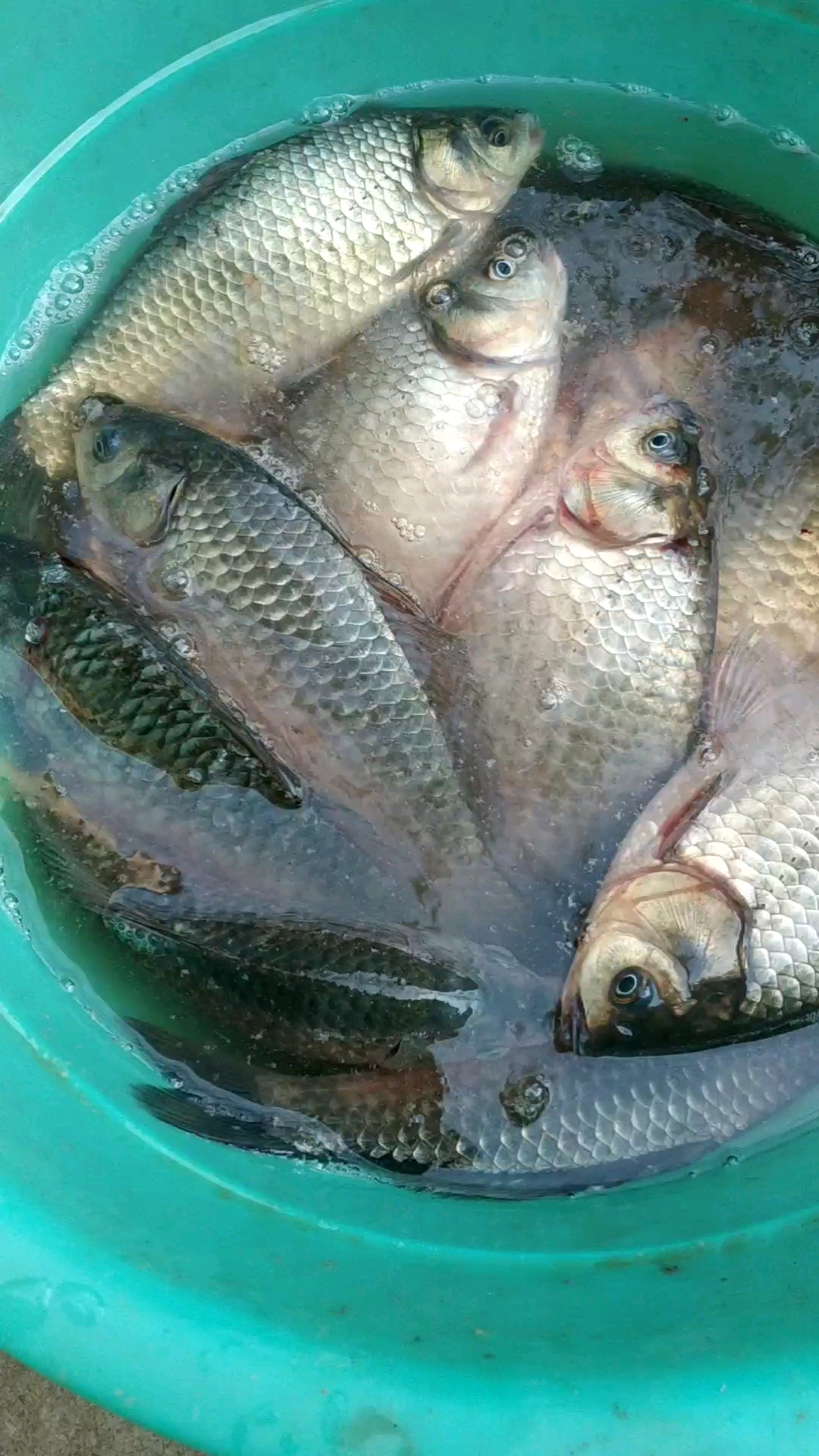 农村小河里的鲫鱼