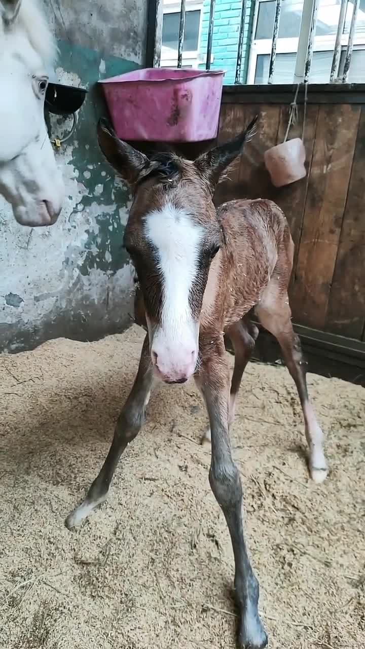 这是刚刚出生的小马,看起来非常可爱,还不会走路呢!